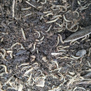 cutworm-or-fungus-gnat-larvae.jpg