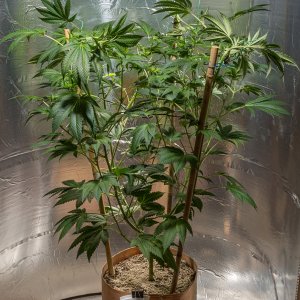 Day 12  Durban Poison 7 Sept.jpg