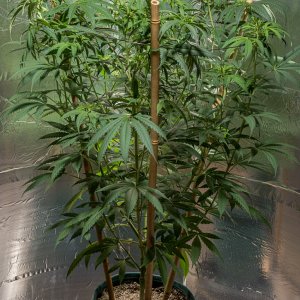 Day 12  Green Crack 7 Sept.jpg