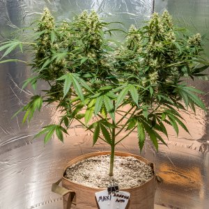 Day 12 Amnesia Auto 7 Sept.jpg