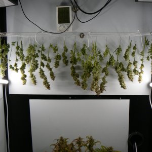 J22 Harvest - 1.JPG