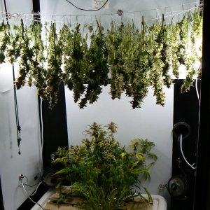 J22 Harvest - 3.JPG