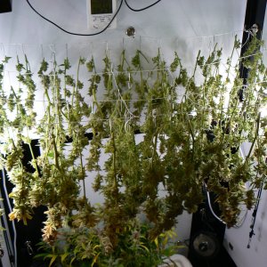 J22 Harvest - 4.JPG