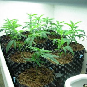 The Kush Nursery