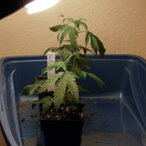 Buuba Kush clones Pre 98