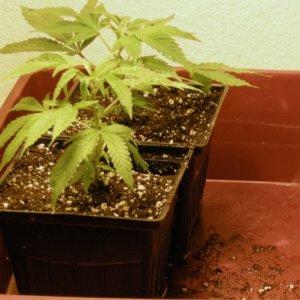 GDP clones Jan 5 2011