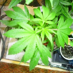 Purple Kush, Great White Shark, Chem Valley Kush, Blue Mystic, Metal Haze, 