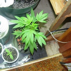 various strains vegging Purple Kush, Great White Shark, Chem Valley Kush, B