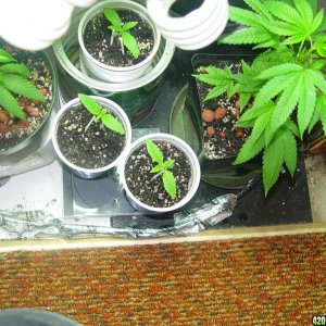 various strains vegging Purple Kush, Great White Shark, Chem Valley Kush, B