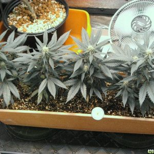 R & R grow, Sunset Kush & Pure Power Plant