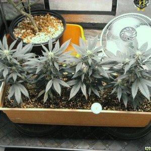 R & R grow, Sunset Kush & Pure Power Plant