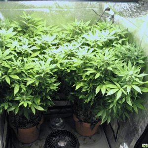 R & R grow, Sunset Kush & Pure Power Plant