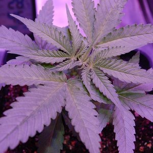 sweet-zombie-grow-journal-coco-LED.JPG