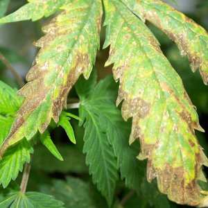 Marijuana-Plants-With-Nutrient-Burn.jpg