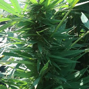 Space Grow 16 September 2022 Donatra bud.jpg