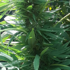 Space Grow 20 September 2022 Donatra bud.jpg