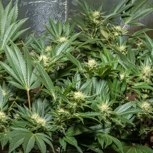 Day 26  Durban Poison 20 Sept.jpg