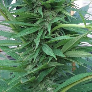 Space Grow 21 September 2022 Donatra bud.jpg