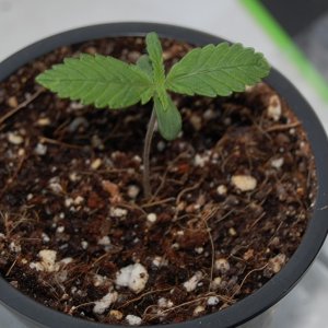 Gelato-K-seedling.JPG