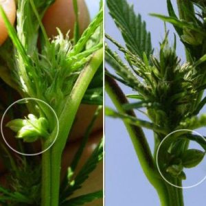 hermaphrodite-cannabis.jpg