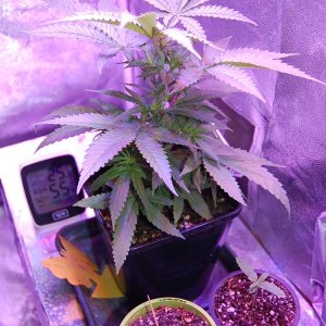 sweet-zombie-cannabis-plant.JPG