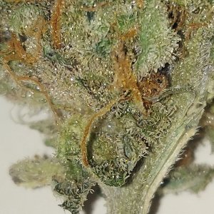 Cookies Haze trochomes.jpg