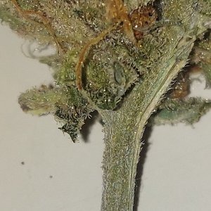 Cookies Haze Trichomes.jpg