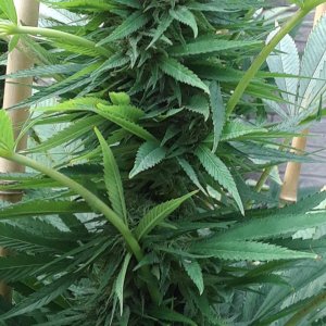 Space Grow 24 September 2022 Donatra bud.jpg