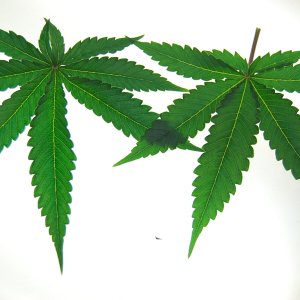 perfect-cannabis-leaves.JPG