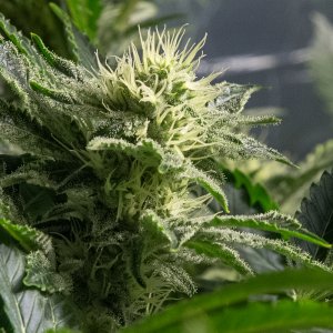 Day 32 Durban Poison Bud Three 26 Sept.jpg