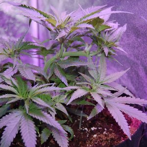 sweet-zombie-first-LST.JPG