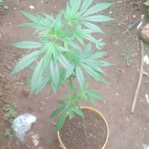 Eight Week Old Shashamane sativa .JPG