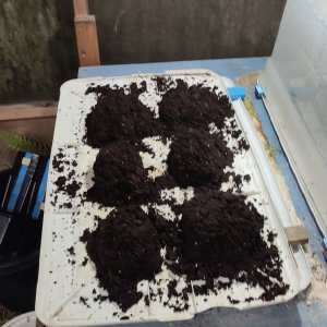 worm_compost2.jpg