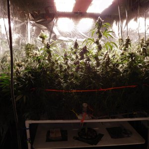 HI Day 57 flower (10).JPG