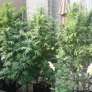 Space Grow 01 October 2022.jpg