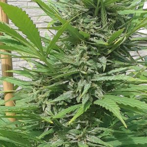 Space Grow 01 October 2022 Ebony bud Black Amnesia Haze.jpg