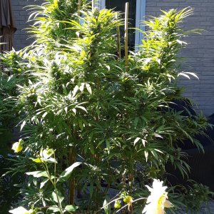 Space Grow 02 October 2022 Ebony-Black Amnesia Haze.jpg