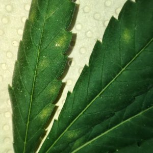 mold_top_leaf2.jpg