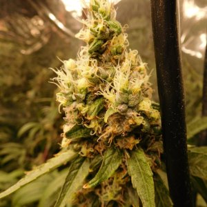 HI Day 59 flower (6).JPG