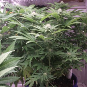 13 day buds purple kush SIP2.JPG