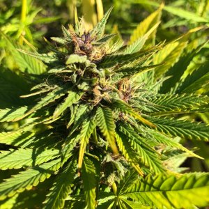 Durban Poison purple bud outdoor.jpg