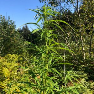 Personal sativa buds outdoors.jpg