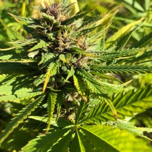 Durban Poison bud outdoors.jpg