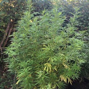 Personal Sativa Mother Starting to bud and now dropping leaf organic outdoors.jpg