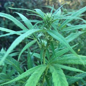 Personal sativa mother budding outdoor.jpg