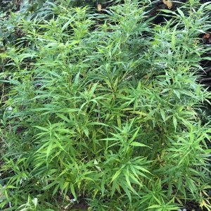 Personal Sativa mother late flower sativa dominant pheno.jpg