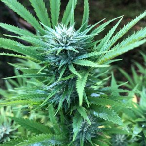 Chunky Skunk Bud 2 outdoors.jpg