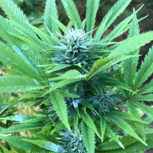 Chunky Skunk bud outdoors 3.jpg