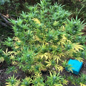 Chunky Skunk Outdoors Pheno Mid flowering High Stress Training.jpg