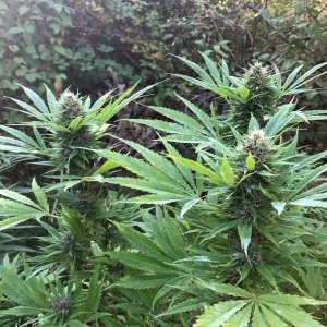 3 Apical dominant buds top crown Durban Poison pheno.jpg